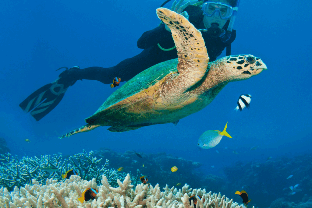 The Ribbon Reef